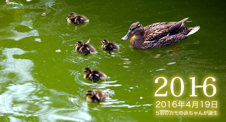 要法寺のカモ親子のお引越し！