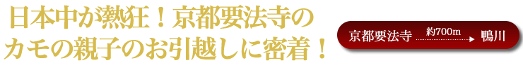 要法寺のカモ親子のお引越し！