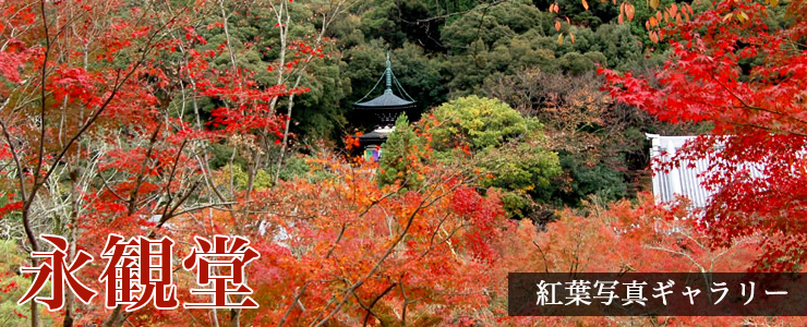 2016年京都の永観堂の紅葉の写真速報