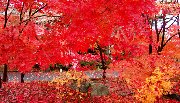 （京都の紅葉情報）