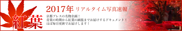2017年京都の紅葉リアルタイム写真速報