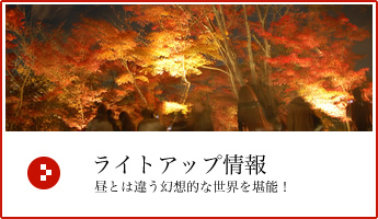 京都ライトアップ2022　夜の紅葉