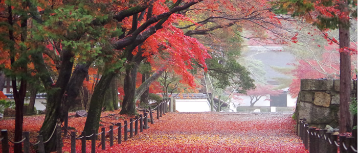 京都紅葉おすすめ散歩コース