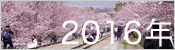 2016年桜ギャラリー