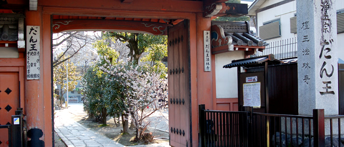 京都の壇王法林寺の桜2017