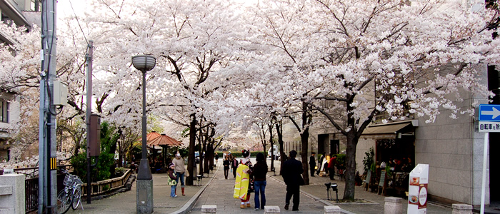 京都の祗園白川の桜2017