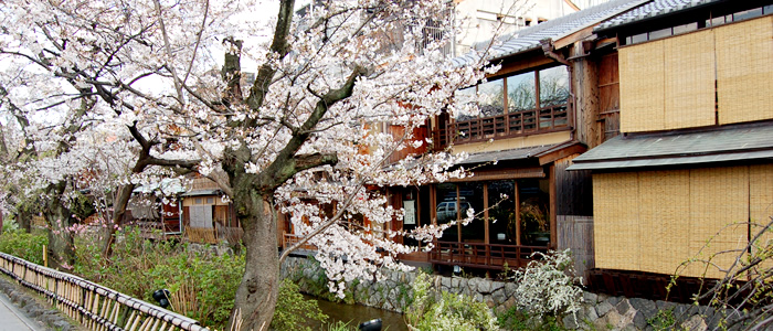 京都の祗園白川の桜2017