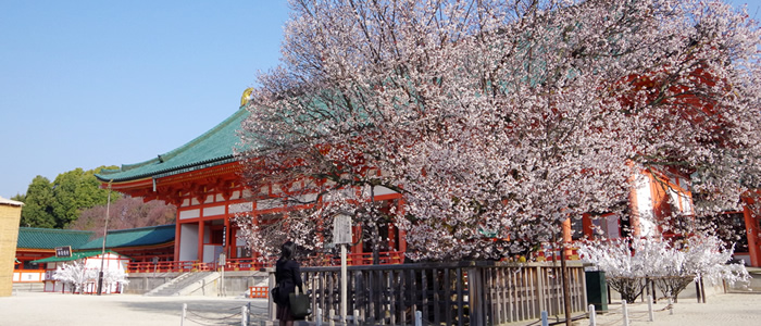 京都の平安神宮の桜2017