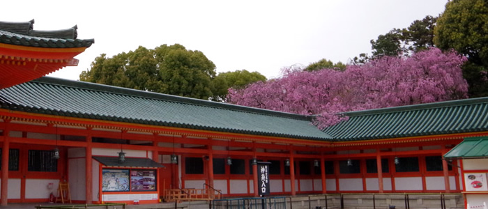 京都の平安神宮の桜2017