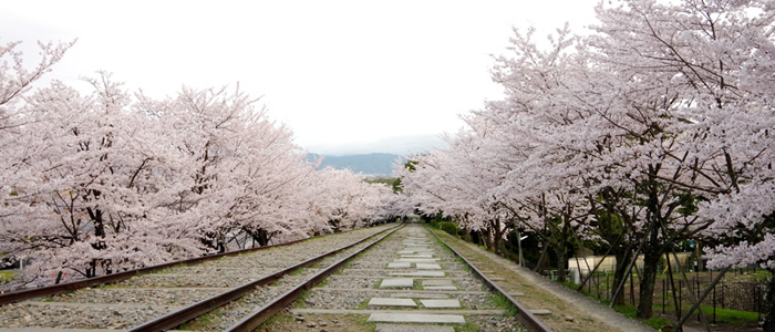 京都のインクラインの桜2015