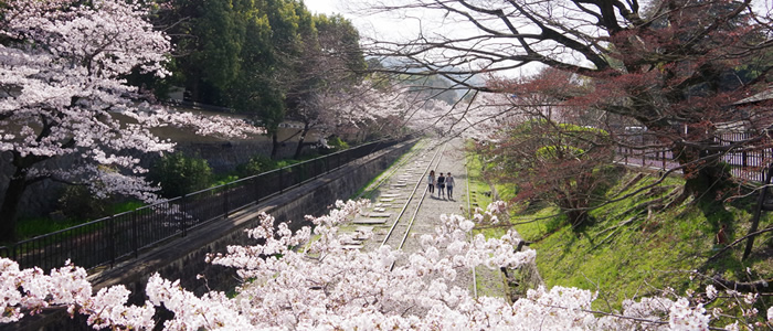 京都のインクラインの桜2015