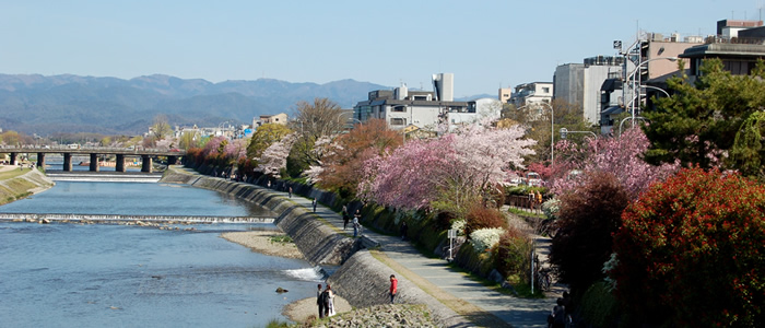 京都の鴨川の桜2017