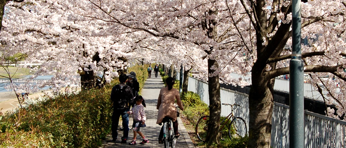 京都の鴨川の桜2017