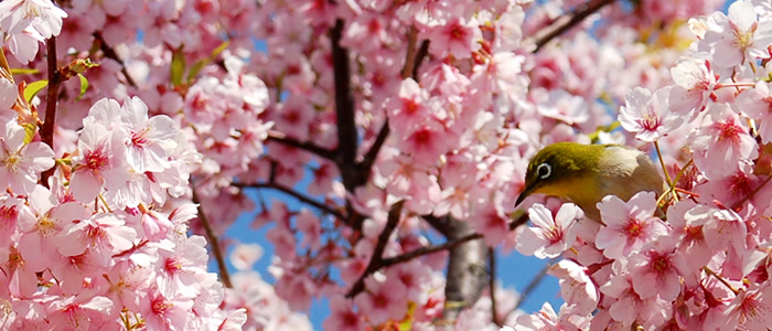 京都の鴨川の桜メジロ