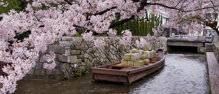 京都の木屋町高瀬川の桜2017