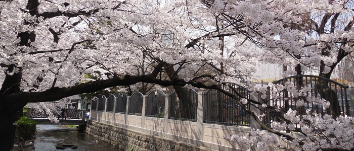 京都の木屋町高瀬川の桜2017