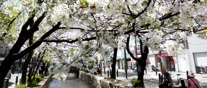 京都の木屋町高瀬川の桜2017