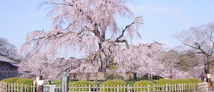 京都の円山公園のしだれ桜2017