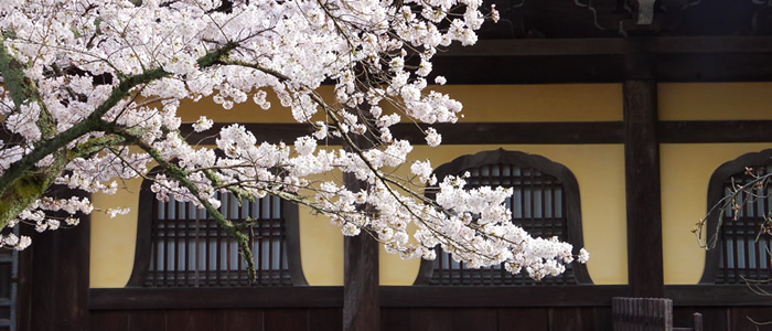 京都の南禅寺の桜2017