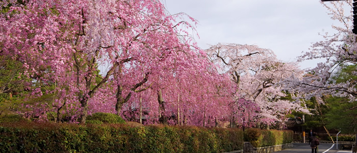 京都の南禅寺周辺の桜2017