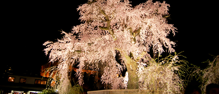 京都夜桜ライトアップ