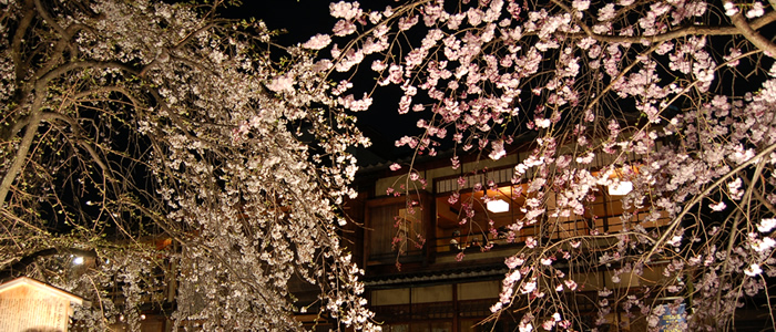 京都夜桜ライトアップ