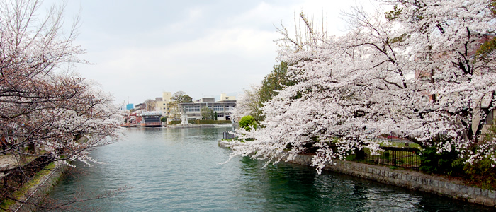 京都の岡崎疏水の桜2017