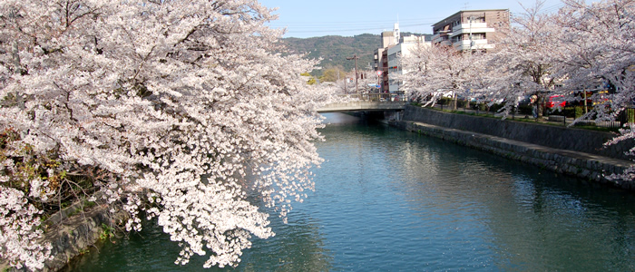 京都の岡崎疏水の桜2017