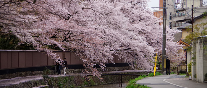 白川疏水の桜2017