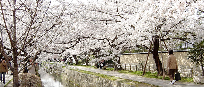 京都の哲学の道の桜2017