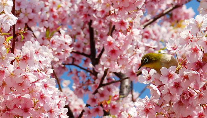 メジロと桜（京都の桜情報）