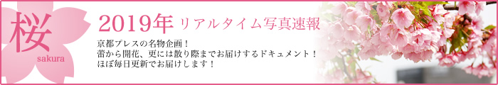 京都桜リアルタイム写真速報2019