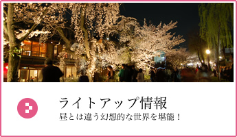 京都夜桜ライトアップ