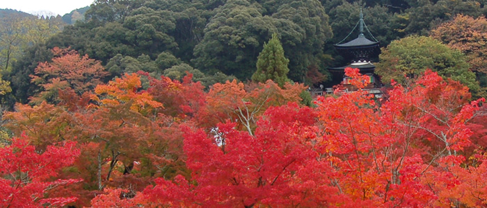 京都紅葉　東山