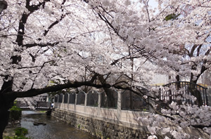 木屋町高瀬川