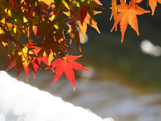 嵯峨中ノ島町11月14日