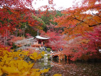 醍醐寺11月24日