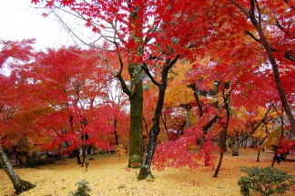 永観堂11月27日