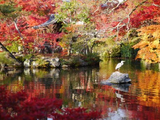 永観堂11月23日