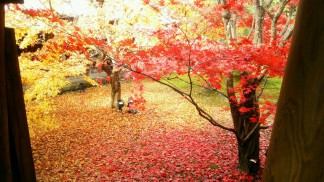 東福寺11月26日