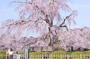 maruyama