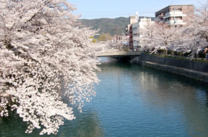 岡崎疏水の桜