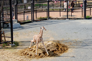 京都市動物園