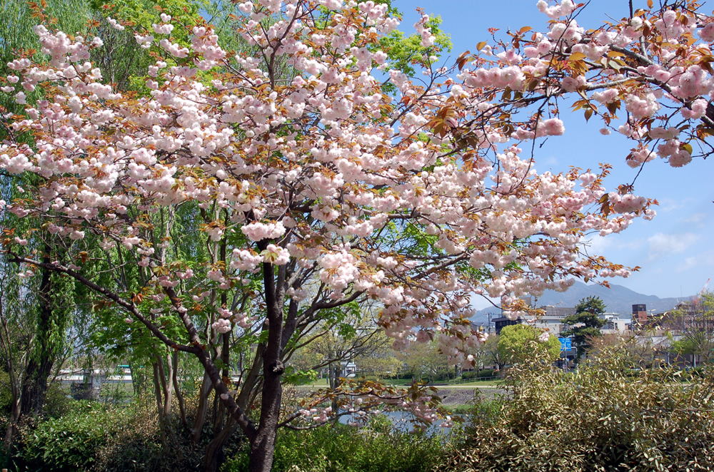 鴨川の桜（）