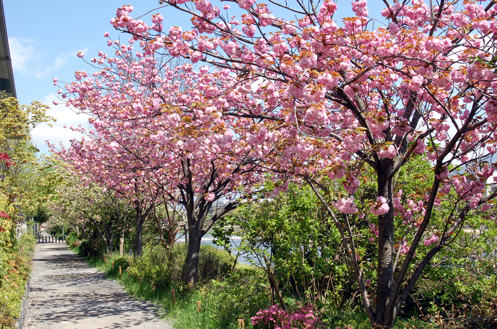 鴨川の桜（）