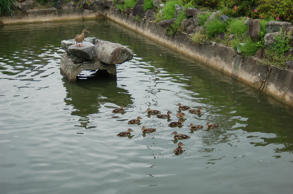 京都要法寺のカモの赤ちゃん（孵化25日目） - 京都情報 京都プレス