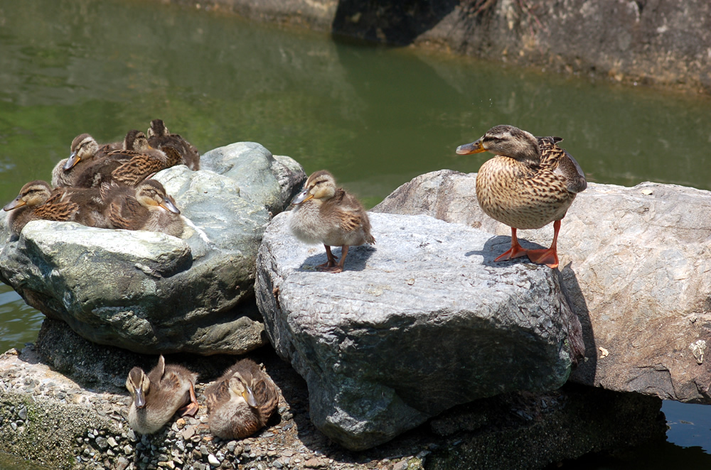 京都要法寺の子カモ0514-04