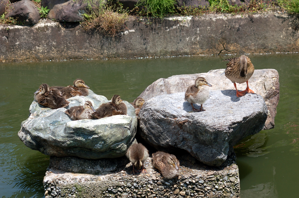 京都要法寺の子カモ0514-05