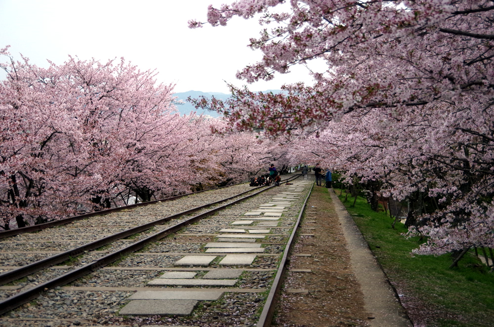 17年4月12日 京都 インクラインの桜 京都情報 京都プレス 観光 グルメ 地元の人がおすすめ